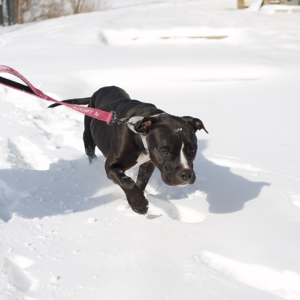 Zoey, a Adoptable Pit Bull Terrier in Columbia, MO image 2/6