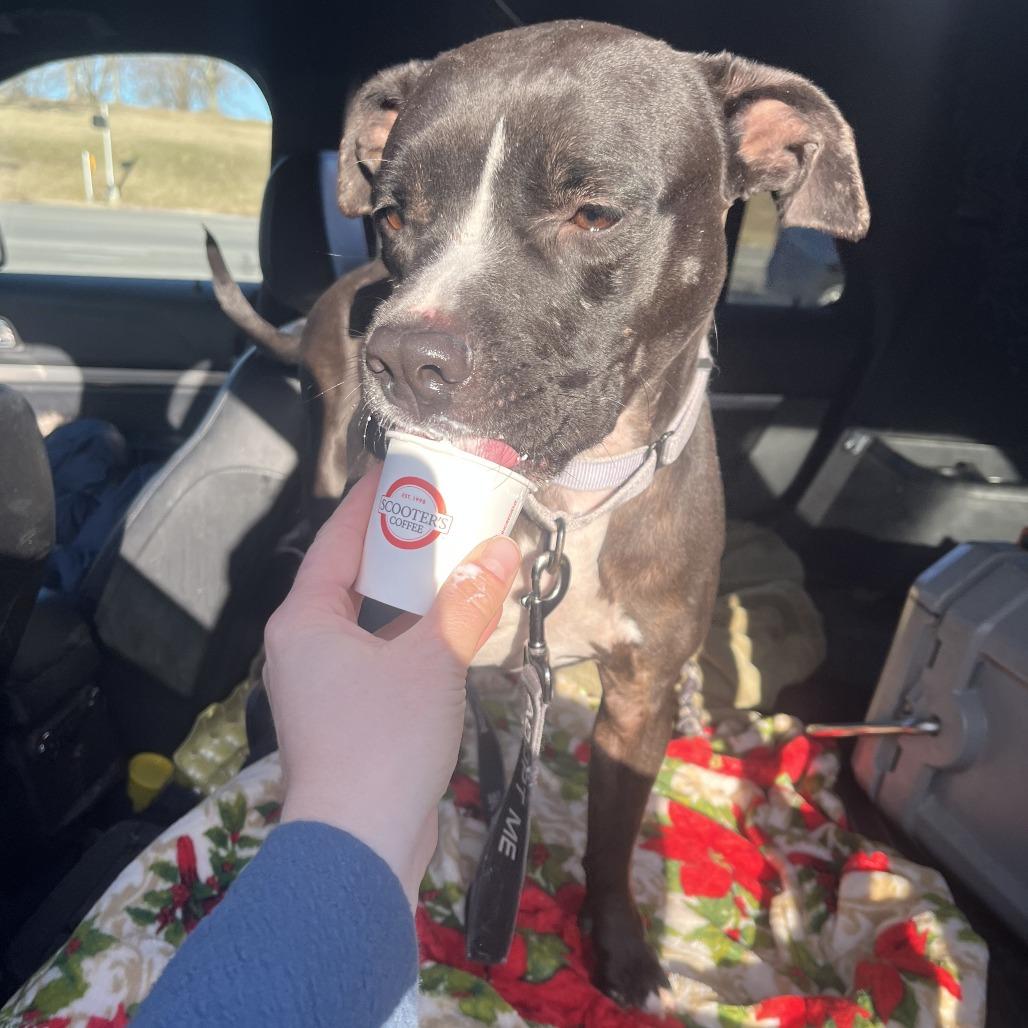 Zoey, a Adoptable Pit Bull Terrier in Columbia, MO image 3/6