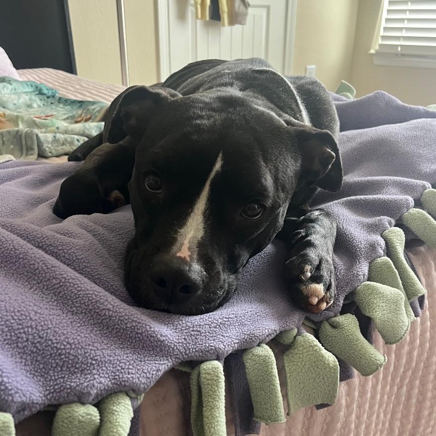 Zoey, a Adoptable Pit Bull Terrier in Columbia, MO image 4/6