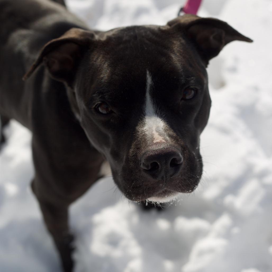 Zoey, a Adoptable Pit Bull Terrier in Columbia, MO image 5/6