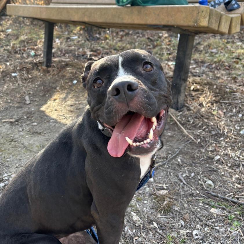 Zoey, a Adoptable Pit Bull Terrier in Columbia, MO image 6/6