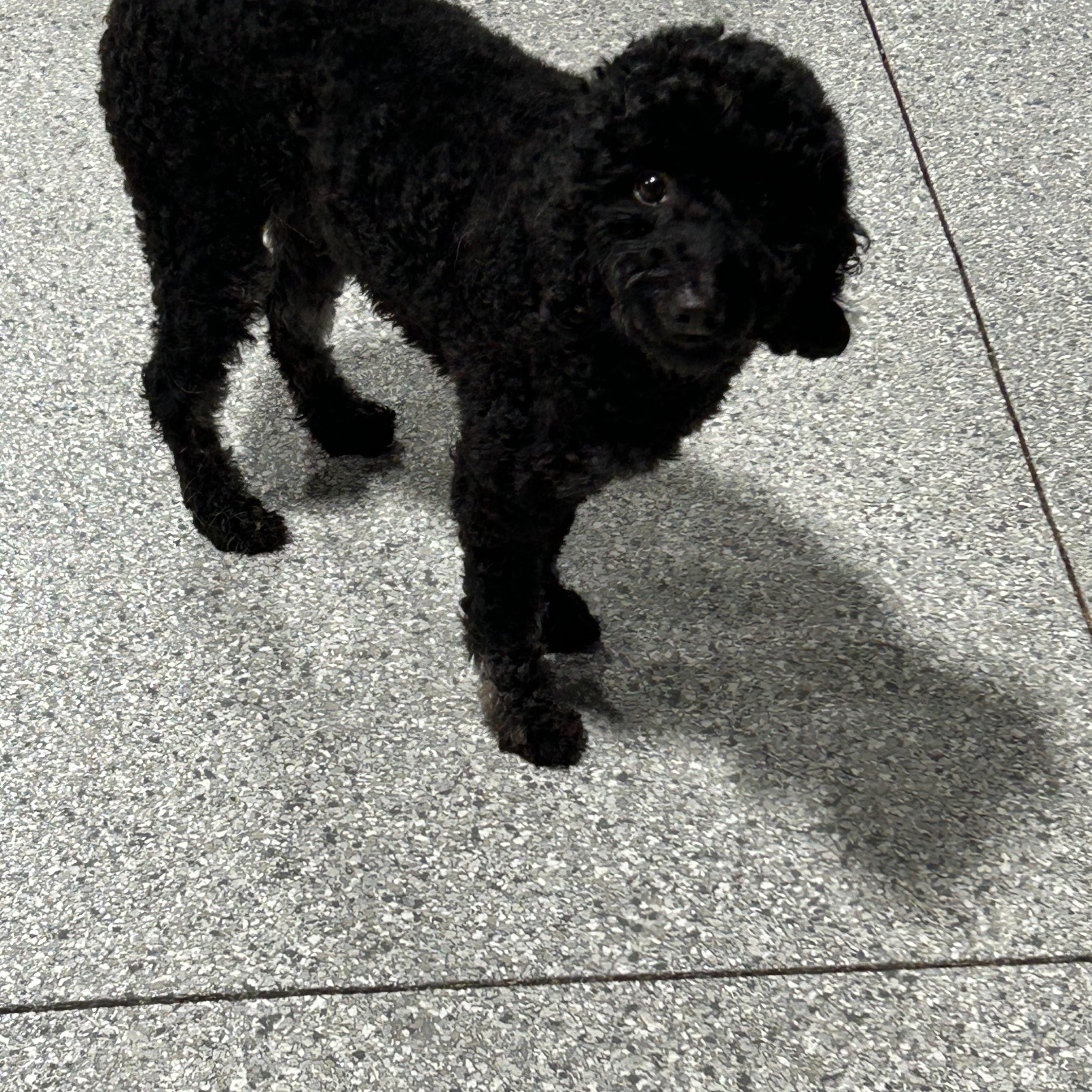 Sage. 20 lbs black silver, Adoptable, Adult Female Poodle.