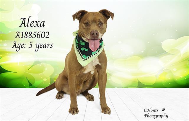 ALEXA, Adoptable, Adult Female Pit Bull Terrier & Mixed Breed.
