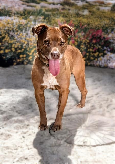 ALEXA, Adoptable, Adult Female Pit Bull Terrier & Mixed Breed.
