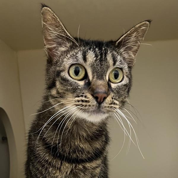 Zula, Adoptable, Adult Female Domestic Short Hair.