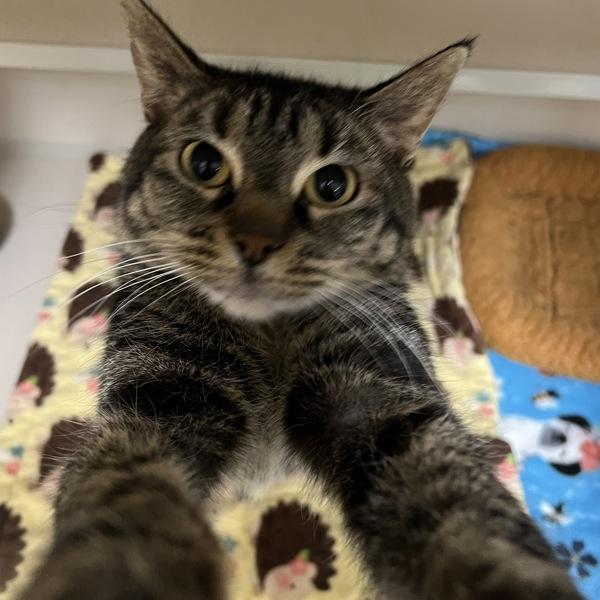 Zula, a Adoptable mixed breed in Silverdale, WA image 2/4