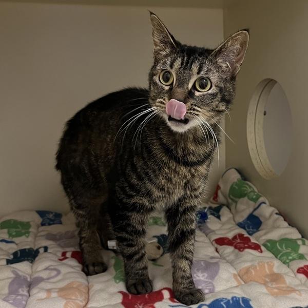 Zula, a Adoptable mixed breed in Silverdale, WA image 3/4