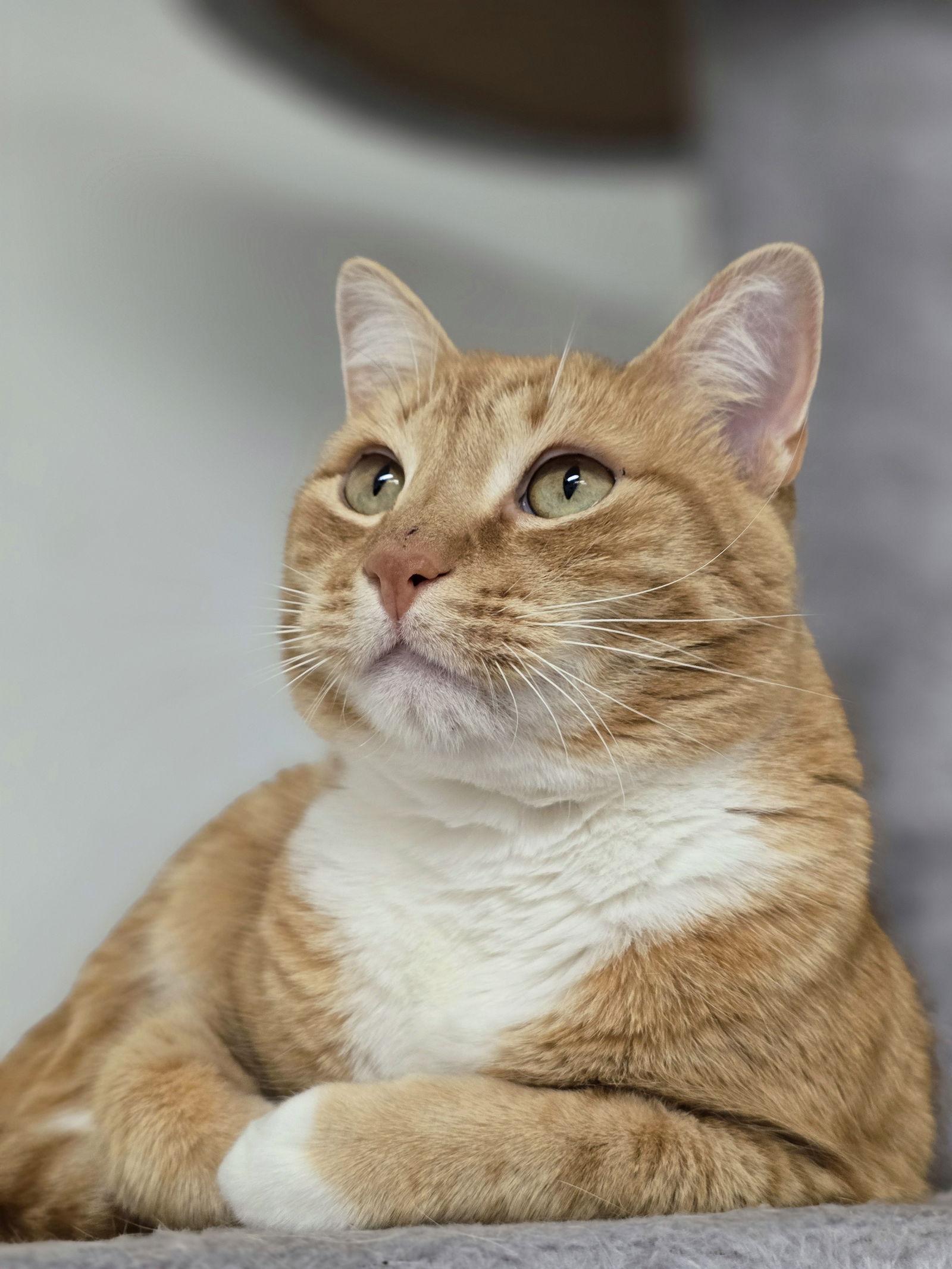 Sunny, a Adoptable Domestic Short Hair in Locust Grove, GA image 1/3