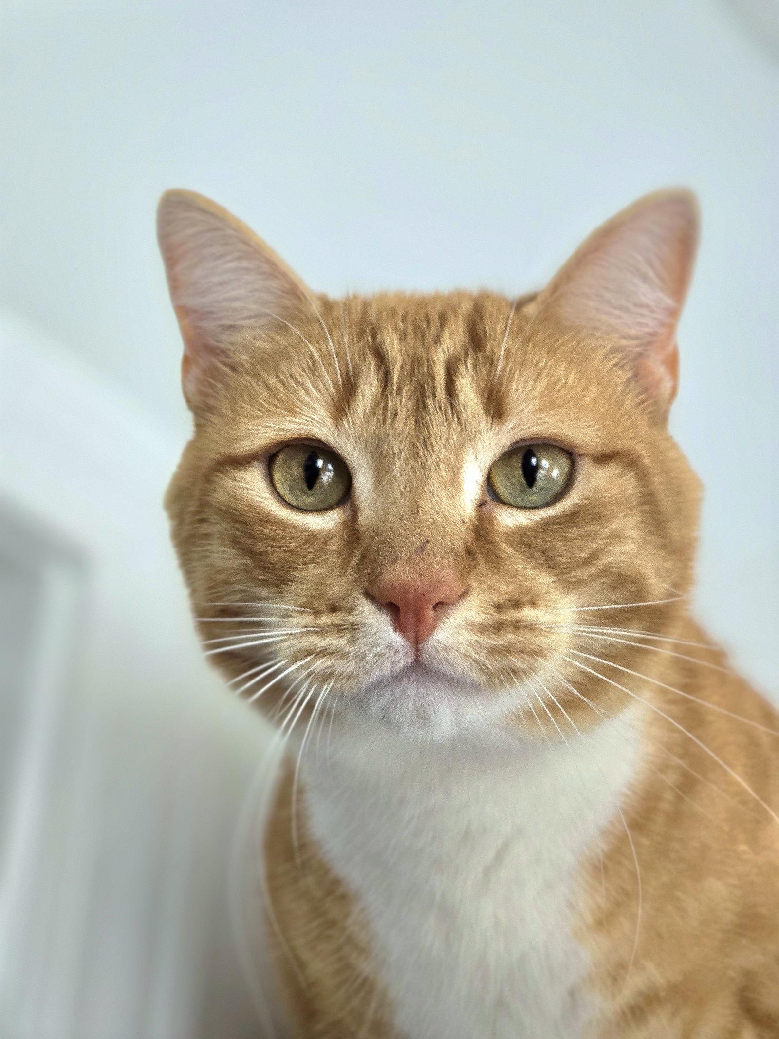 Sunny, a Adoptable Domestic Short Hair in Locust Grove, GA image 1/3