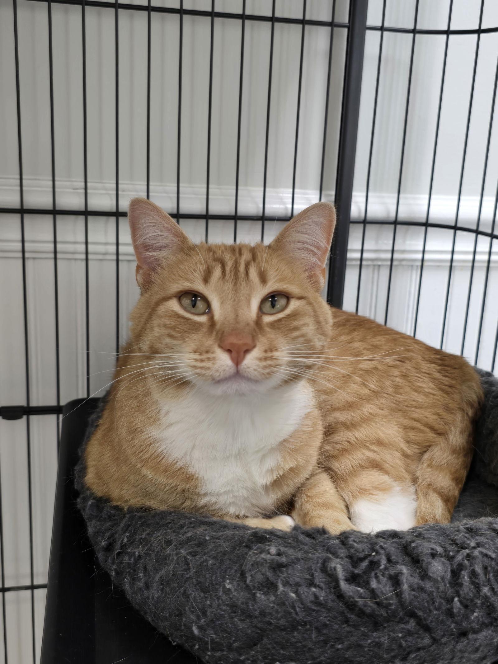 Sunny, a Adoptable Domestic Short Hair in Locust Grove, GA image 2/3