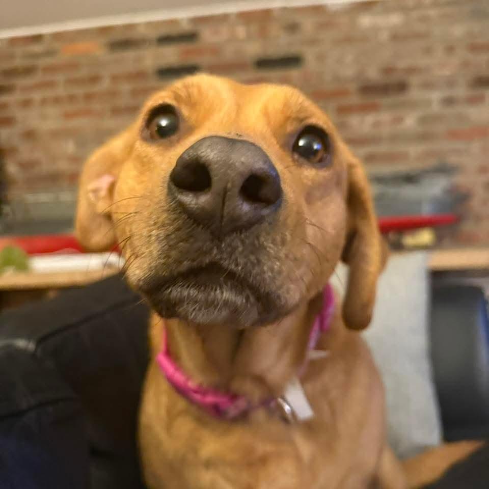 Enlarge Maribel, a ADOPTABLE mixed breed in East Peoria, IL image 5/5