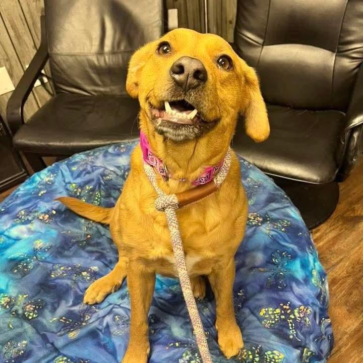 Enlarge Maribel, a ADOPTABLE mixed breed in East Peoria, IL image 1/5