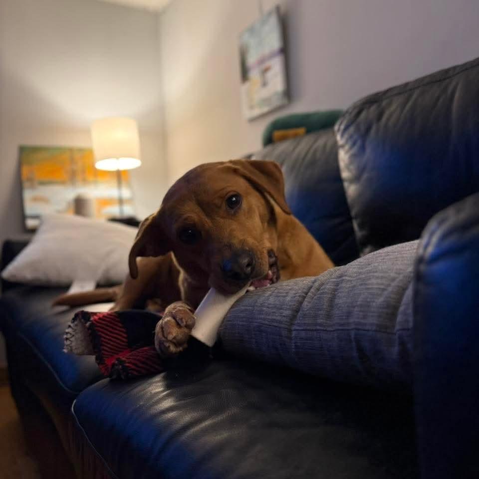 Enlarge Maribel, a ADOPTABLE mixed breed in East Peoria, IL image 4/5