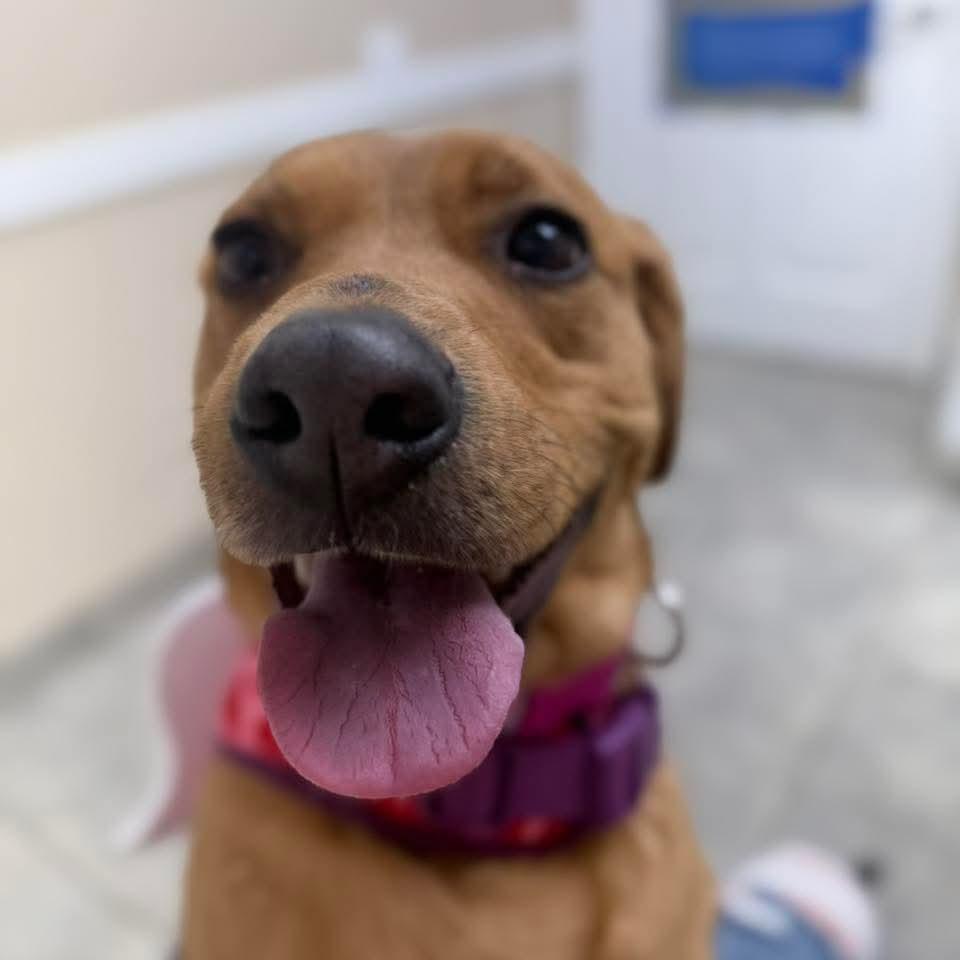 Enlarge Maribel, a ADOPTABLE mixed breed in East Peoria, IL image 3/5