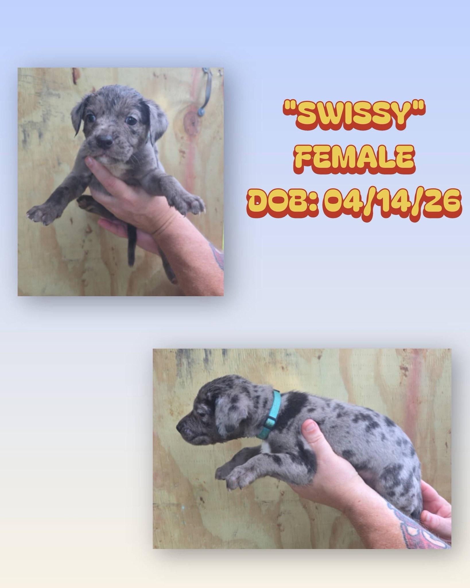 Swissy, an adopted mixed breed in Baker, LA image 1/2