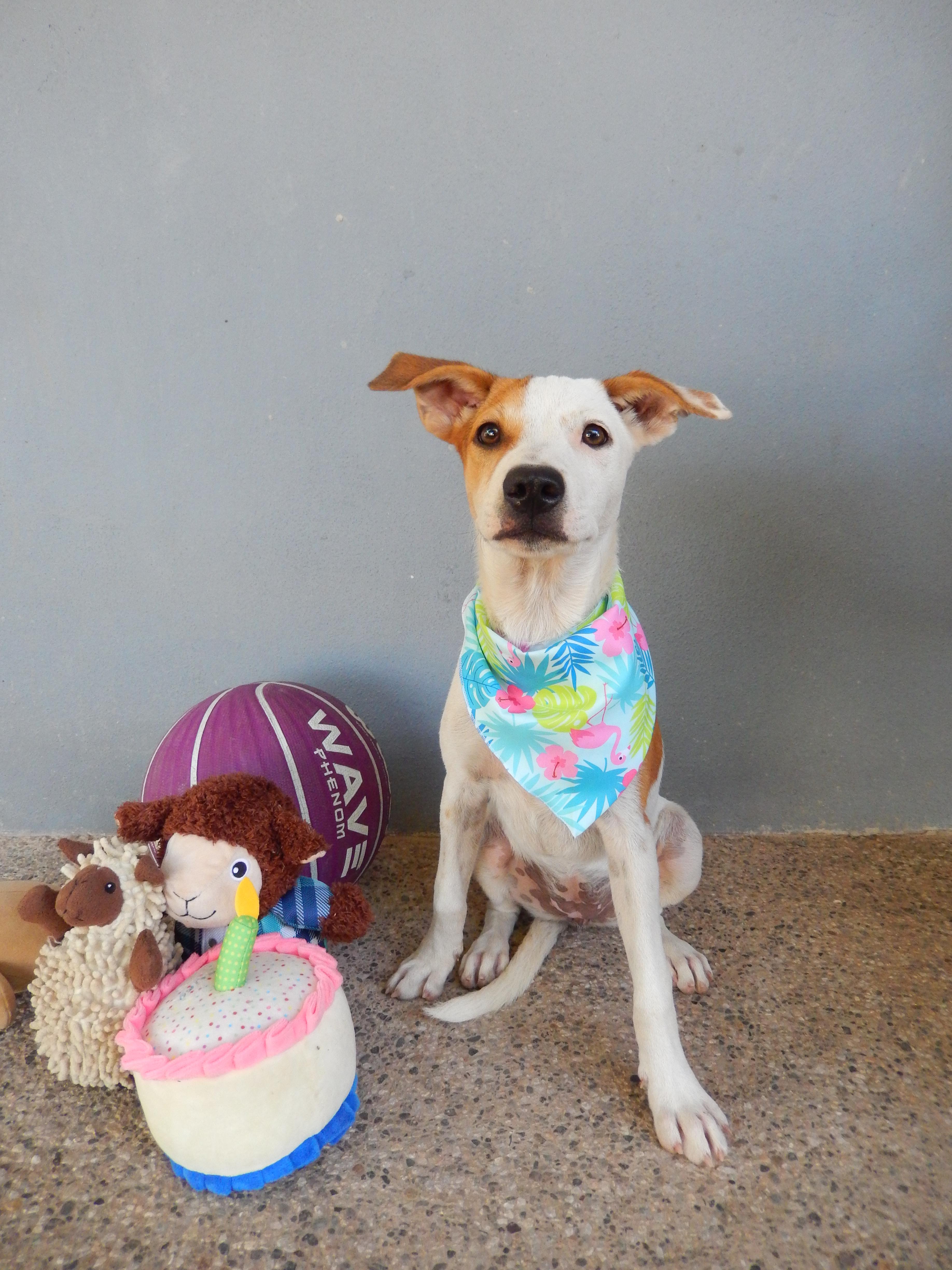 Manchas, a Adoptable mixed breed in North Vancouver, BC image 2/3