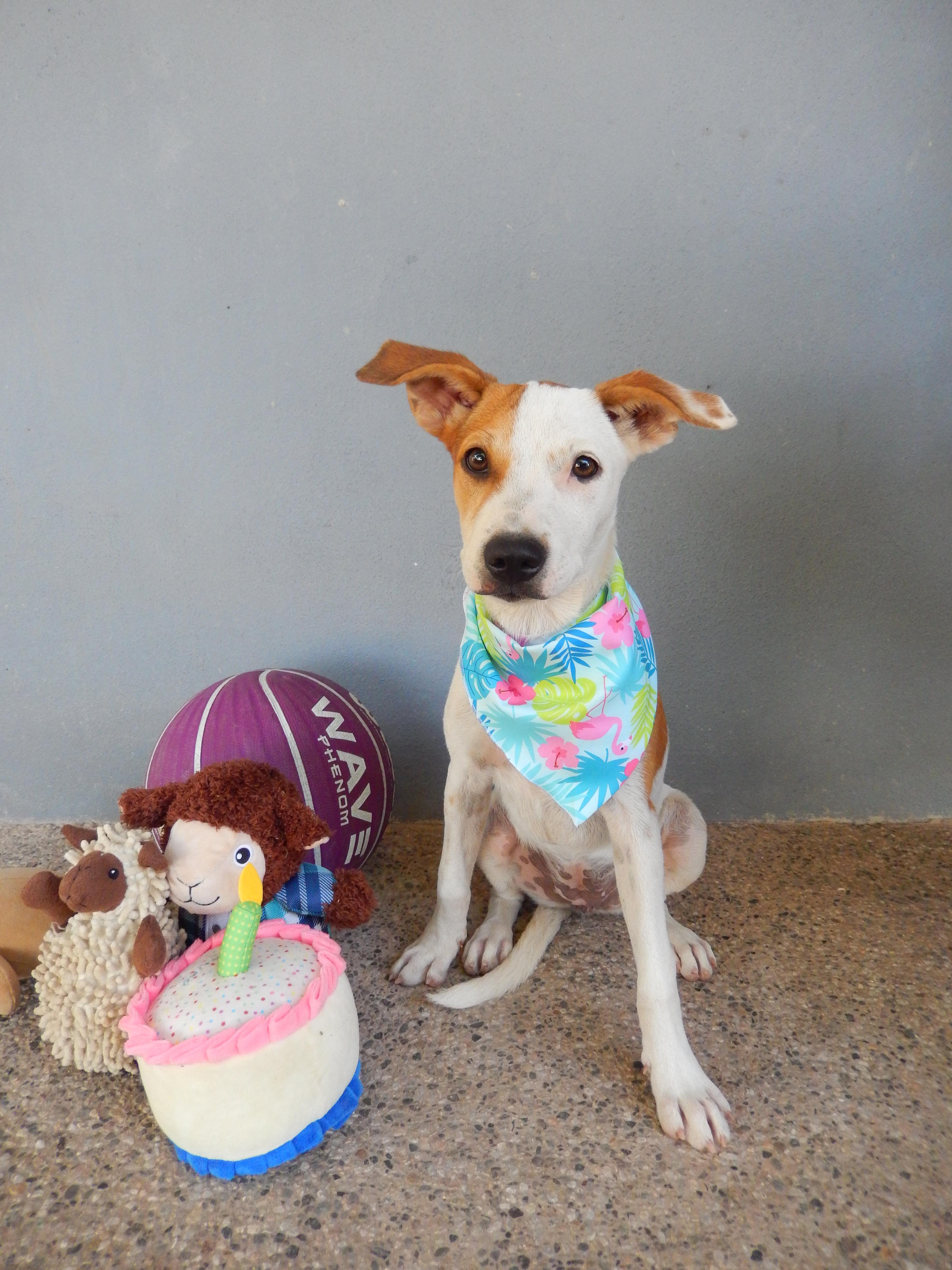 Manchas, a Adoptable mixed breed in North Vancouver, BC image 3/3