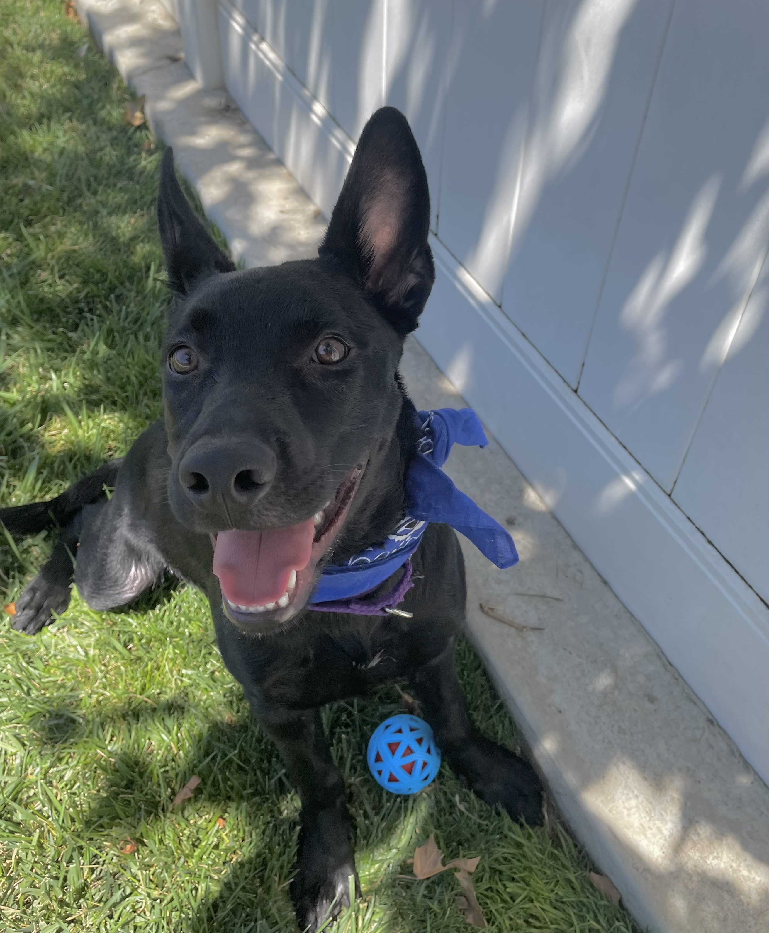 Enlarge Ramses, a Adoptable mixed breed in Lodi, CA image 2/4