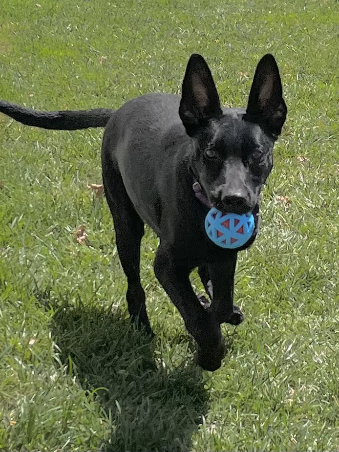 Enlarge Ramses, a Adoptable mixed breed in Lodi, CA image 3/4