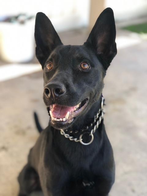 Ramses, Adoptable, Adult Male Doberman Pinscher & German Shepherd Dog.