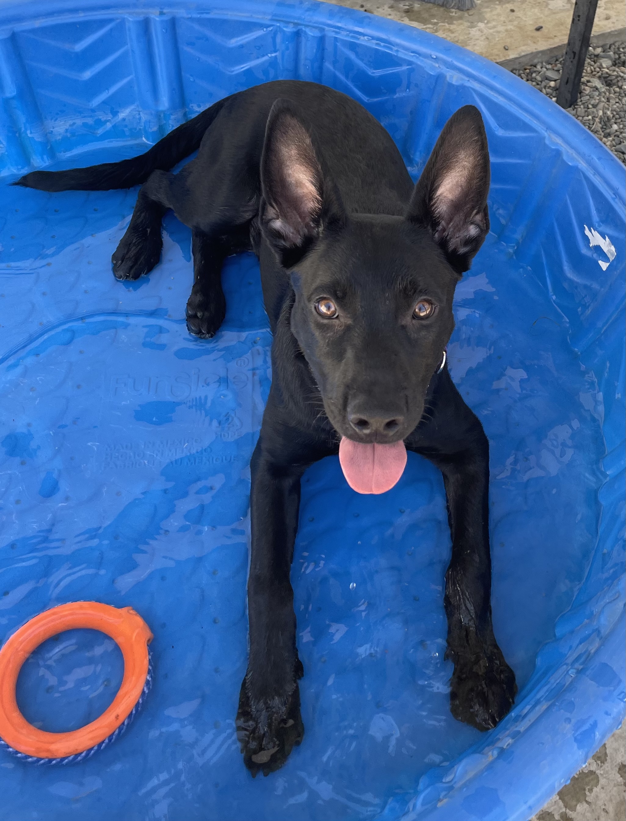 Enlarge Ramses, a Adoptable mixed breed in Lodi, CA image 4/4
