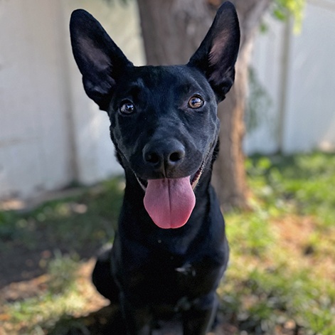 Ramses, Young Male Doberman Pinscher
