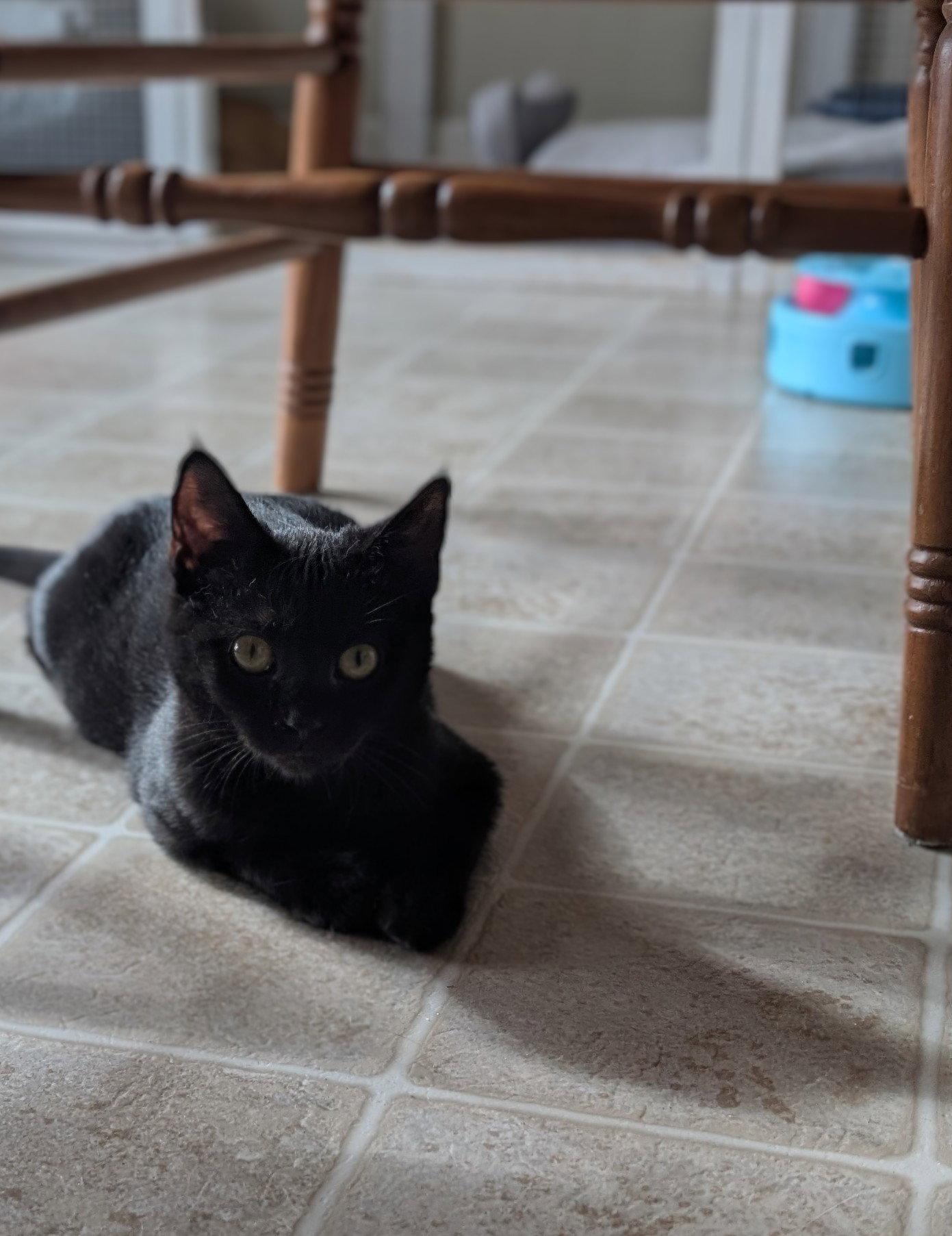 Enlarge Babybel, a Adopted Domestic Short Hair in Harrisburg, PA image 1/1