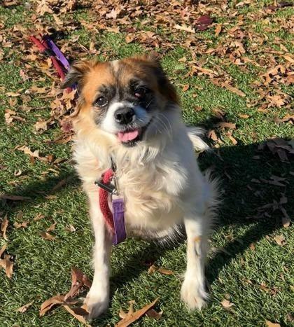 Enlarge Bentley Jr., an adoptable mixed breed in Severn, MD image 2/6