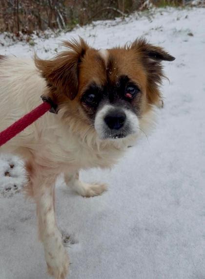 Enlarge Bentley Jr., an adoptable mixed breed in Severn, MD image 3/6