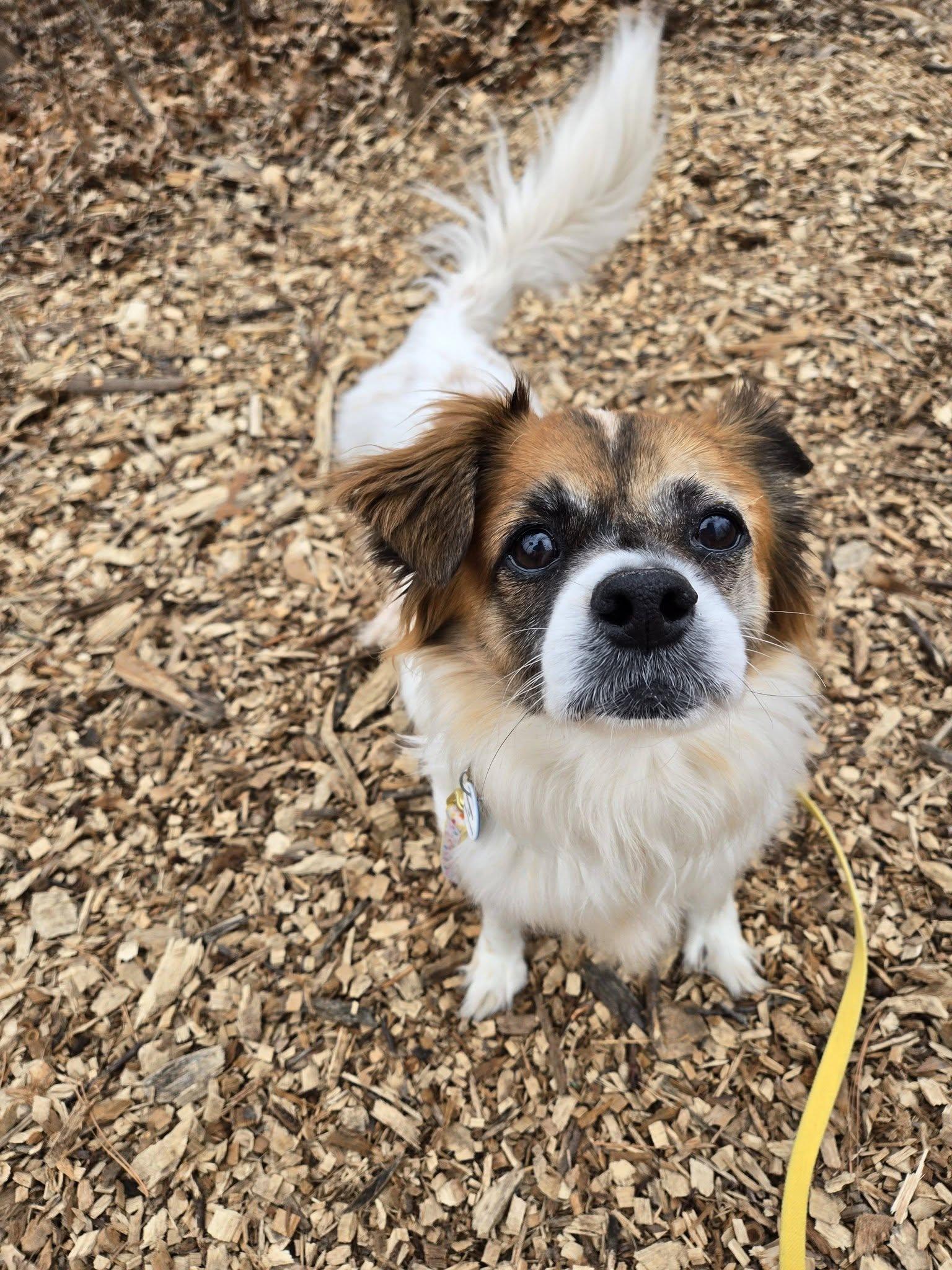Enlarge Bentley Jr., an adoptable mixed breed in Severn, MD image 6/6