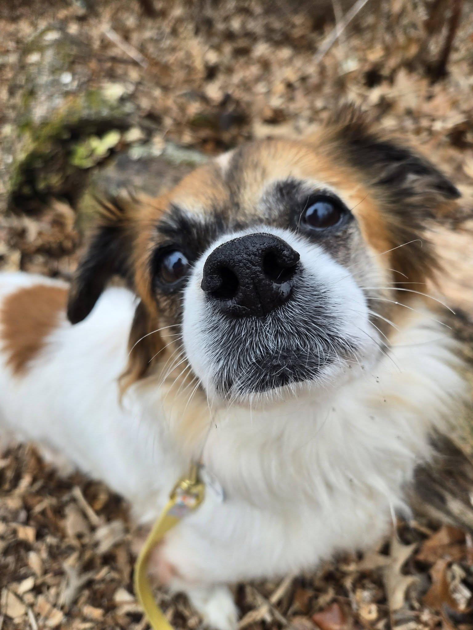 Bentley Jr., adoptable, Adult Male Cavalier King Charles Spaniel.