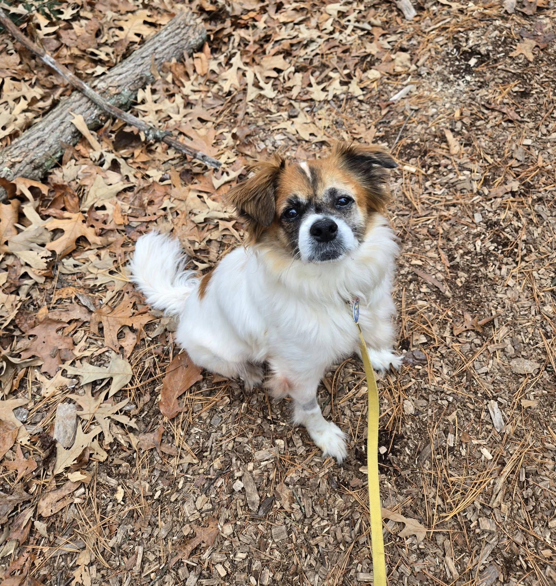 Enlarge Bentley Jr., an adoptable mixed breed in Severn, MD image 5/6