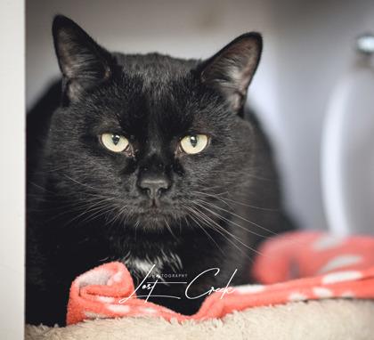 Bond, Adoptable, Adult Male Domestic Short Hair & Domestic Short Hair.