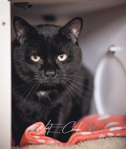 Enlarge Bond, a Adoptable mixed breed in Kalispell, MT image 2/2