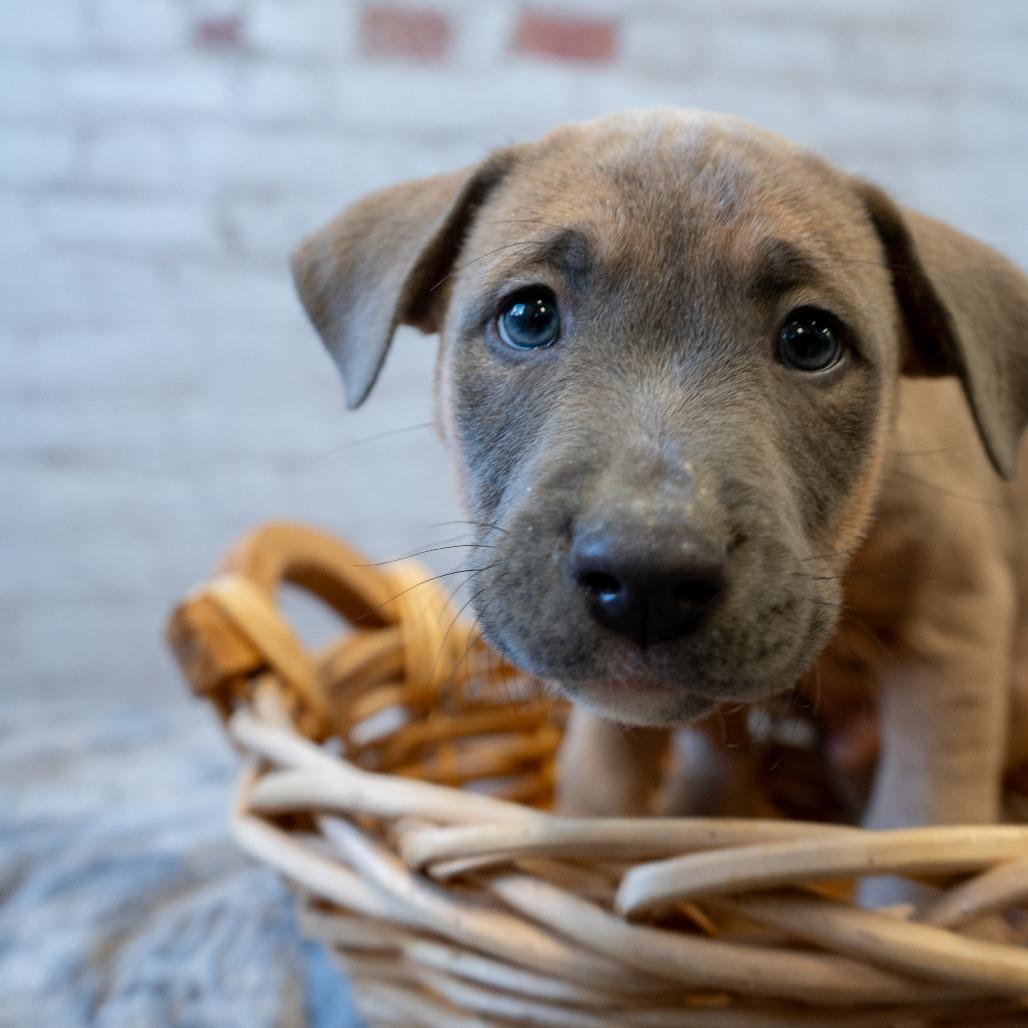 Tarpon, Adoptable, Puppy Male Pit Bull Terrier.