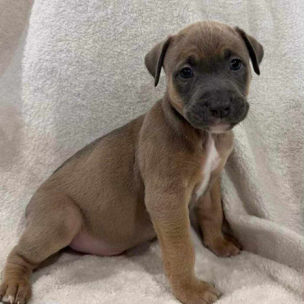 Enlarge Tarpon, a Adoptable Pit Bull Terrier in Brainerd, MN image 2/2