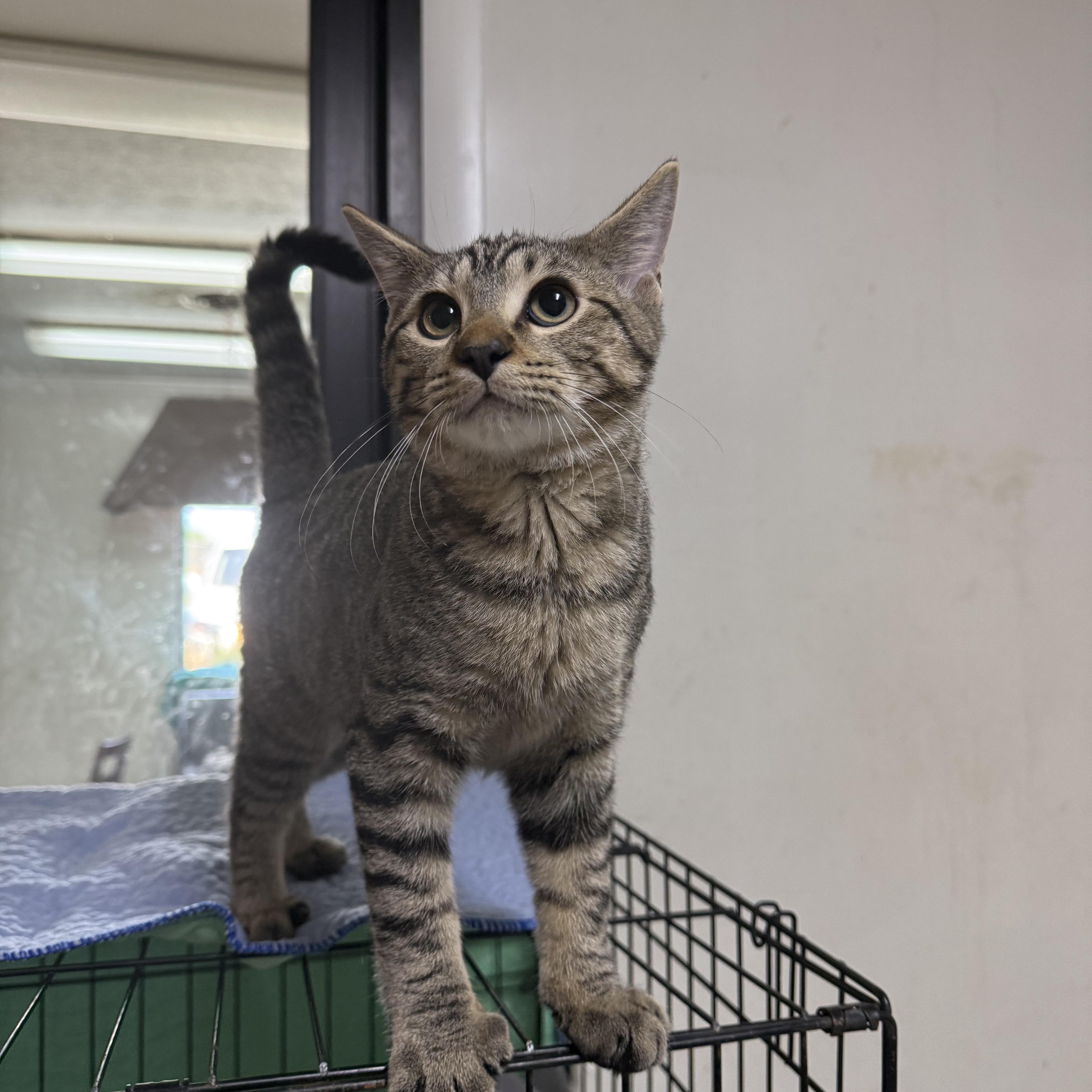Jupiter, Adoptable, Kitten Male Domestic Short Hair.