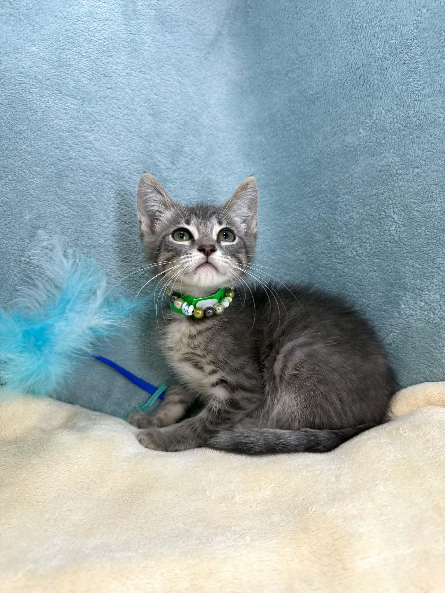 Enlarge Logan, a ADOPTABLE Domestic Short Hair in Tavares, FL image 3/3