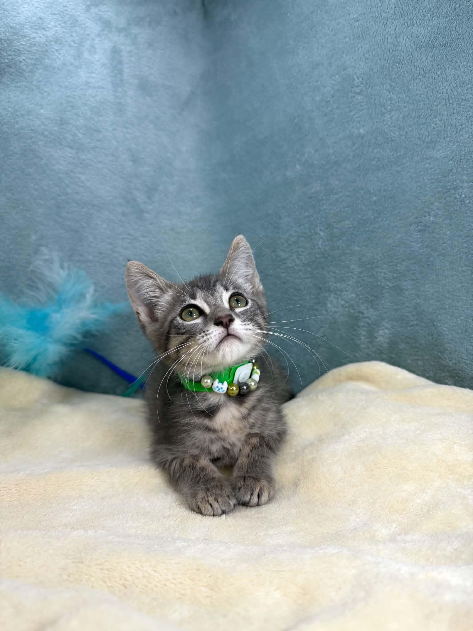 Logan, ADOPTABLE, Kitten Male Domestic Short Hair.