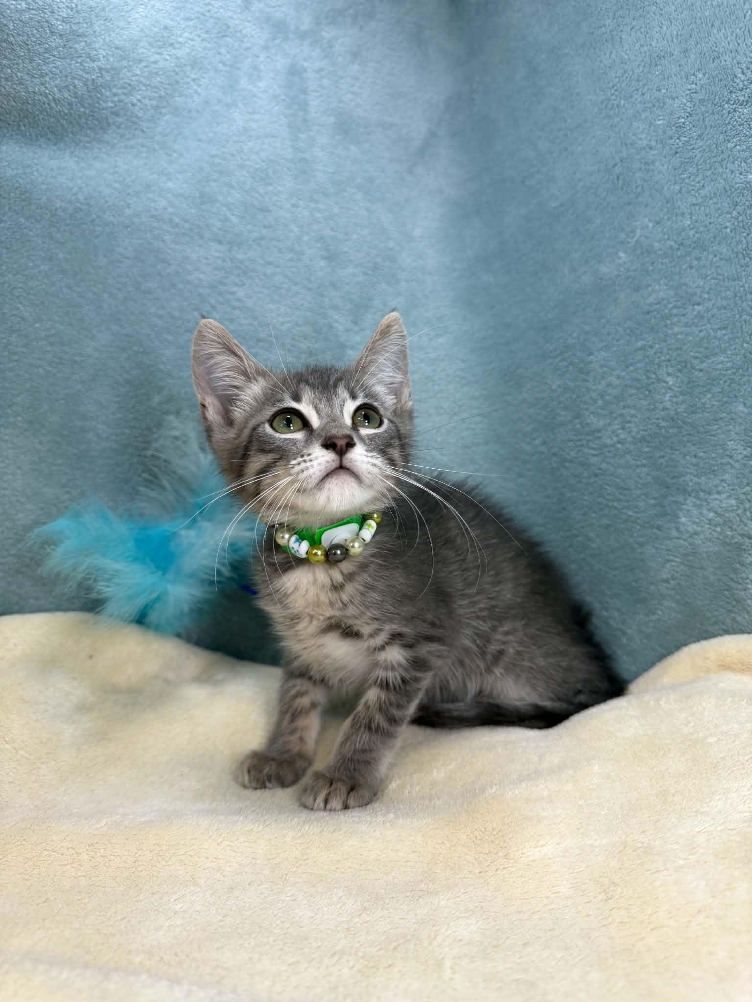 Enlarge Logan, a ADOPTABLE Domestic Short Hair in Tavares, FL image 2/3