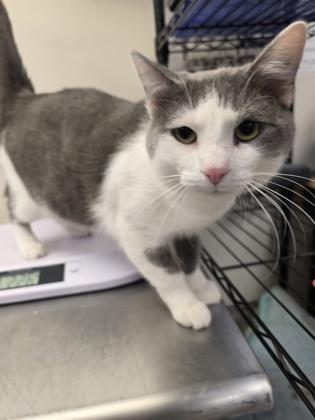 Merlin, Adoptable, Adult Male Domestic Short Hair & Domestic Short Hair.