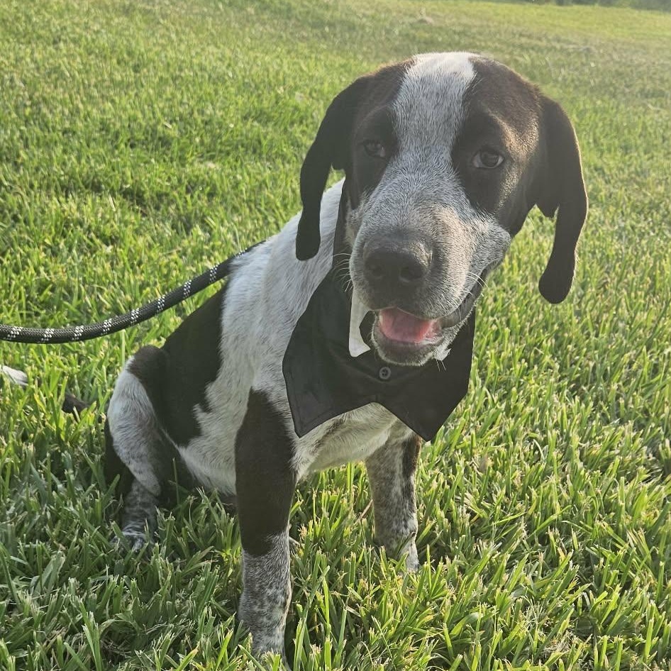 Enlarge Astro, a Adoptable German Shorthaired Pointer in Stanfordville, NY image 6/6