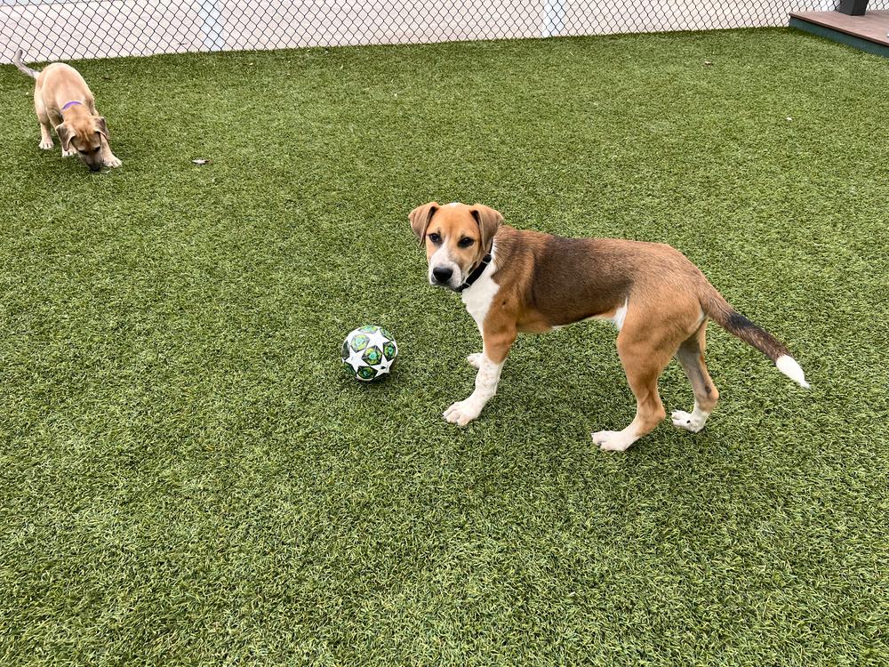 Harrison, a Adoptable mixed breed in San Diego, CA image 1/4