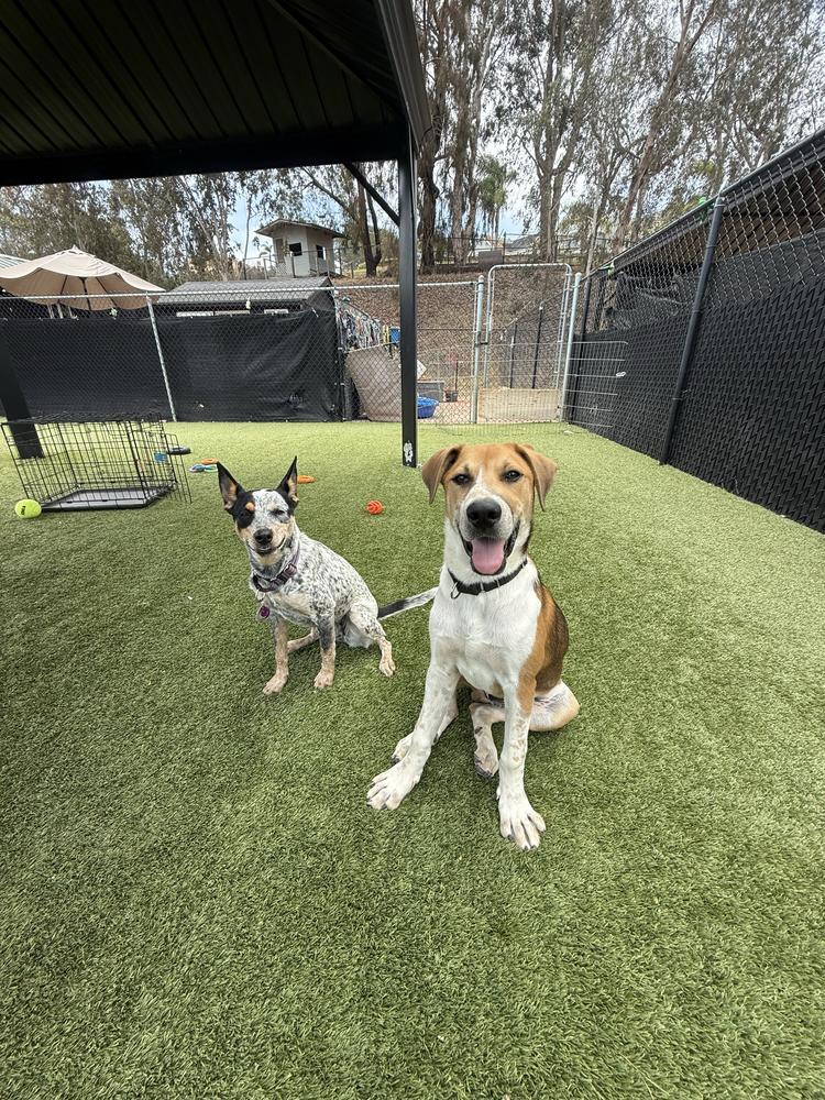 Harrison, a Adoptable mixed breed in San Diego, CA image 2/4