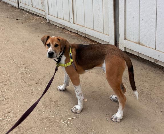 Harrison, a Adoptable mixed breed in San Diego, CA image 3/4
