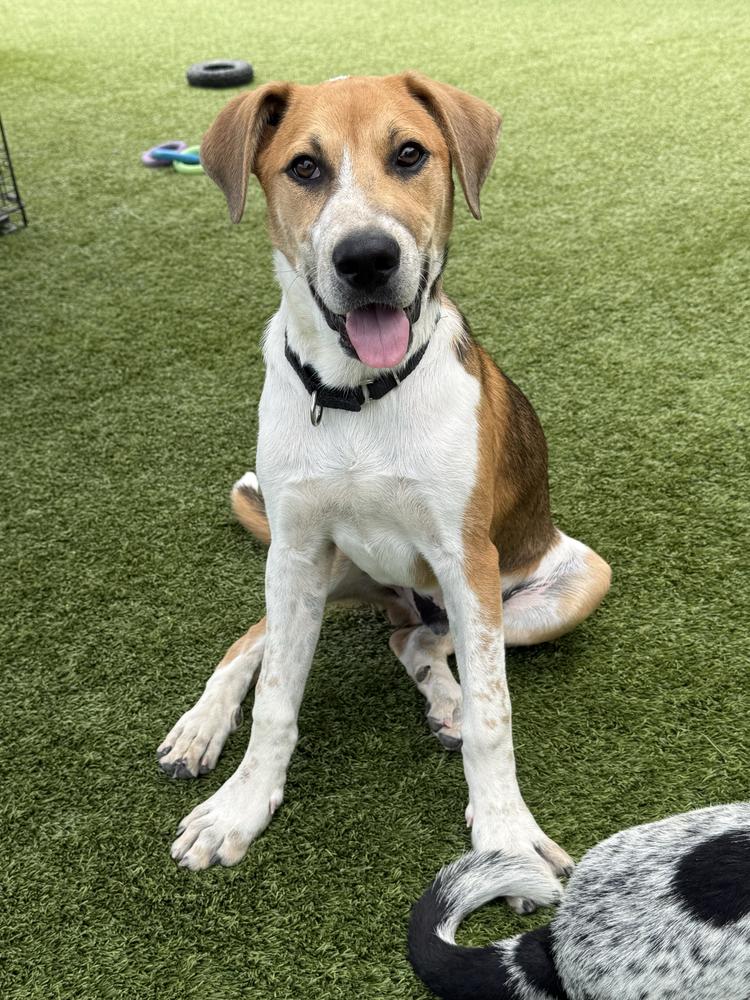 Harrison, a Adoptable mixed breed in San Diego, CA image 4/4