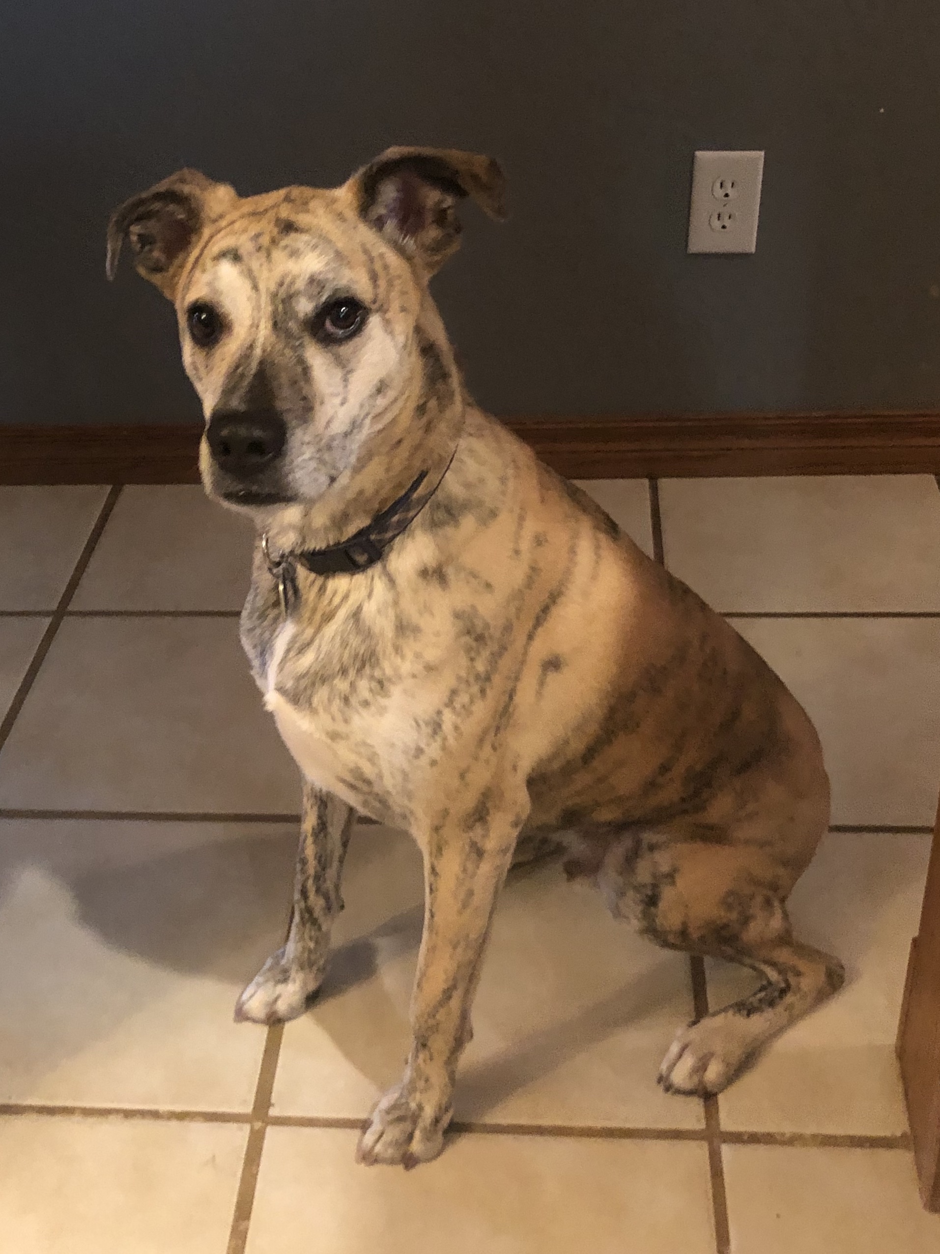 Oliver, an adoptable Boxer, Greyhound in Norman, OK, 73051 | Photo Image 1