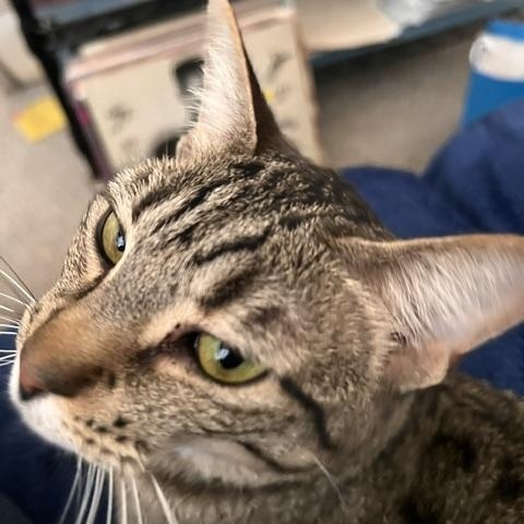 Enlarge Autumn, a ADOPTABLE Tabby in Crockett, CA image 2/6
