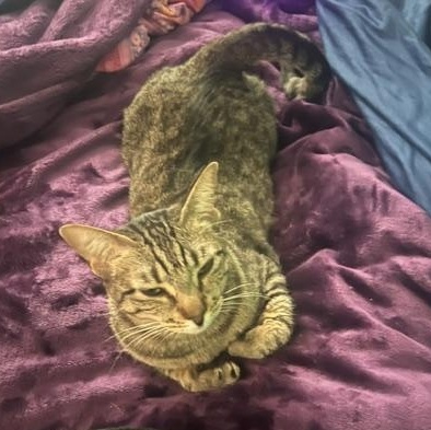 Enlarge Autumn, a ADOPTABLE Tabby in Crockett, CA image 5/6