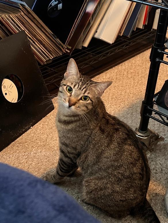 Enlarge Autumn, a ADOPTABLE Tabby in Crockett, CA image 1/6